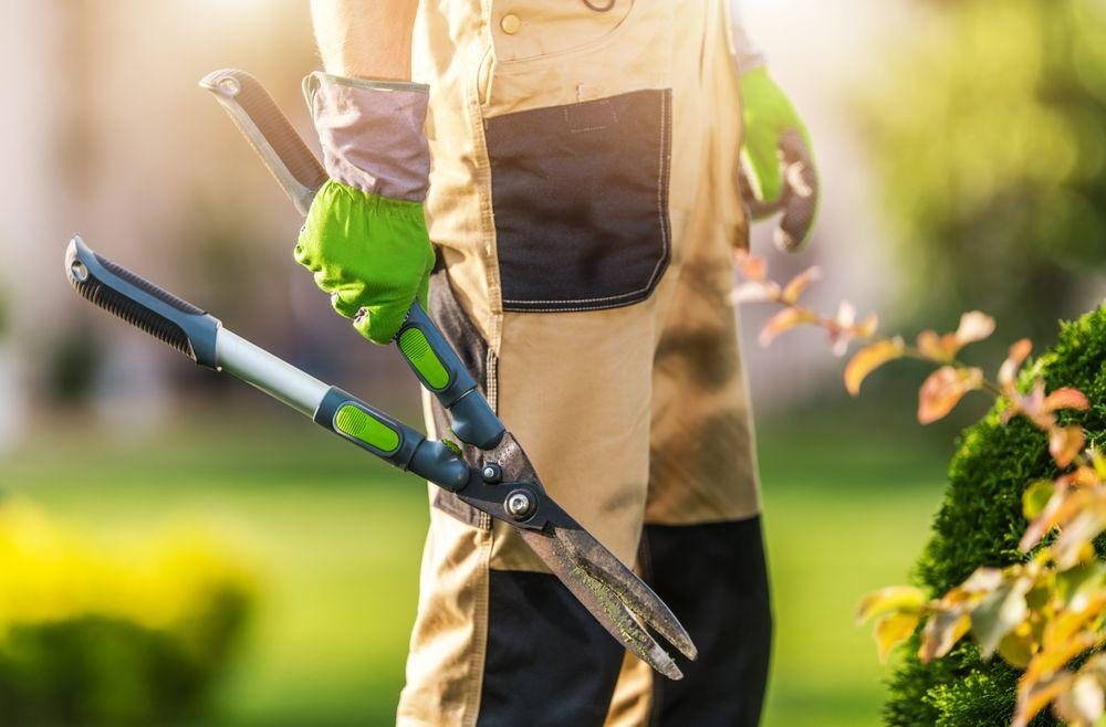 Gärtner mit robuster Gartenschere in der Hand